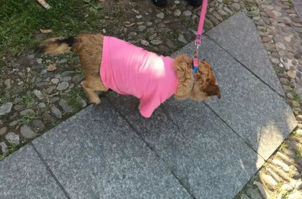Non è un tifoso travestito come quello investito dalla moto. È un cane vero a Muggiò.