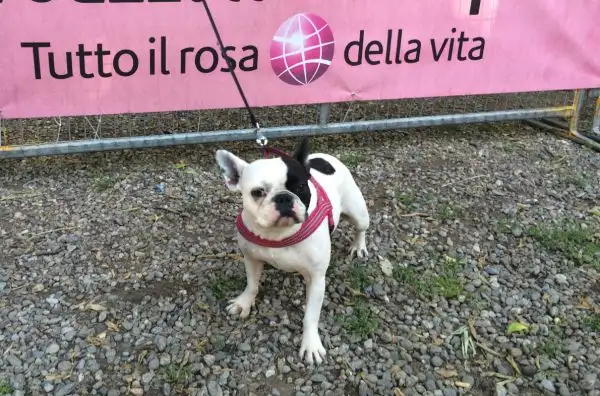 Tifoso a quattro zampe in quel di Muggiò.