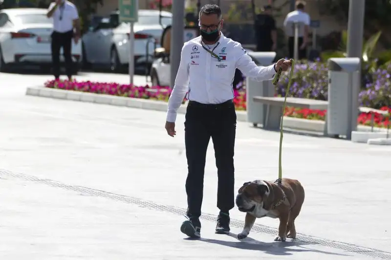 Si fa sguinzagliare beato nel paddock da persone fidate