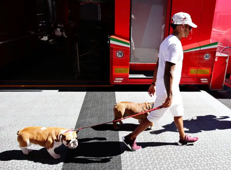 Fino allo scorso giugno Hamilton aveva anche un altro bulldog femmina: Coco