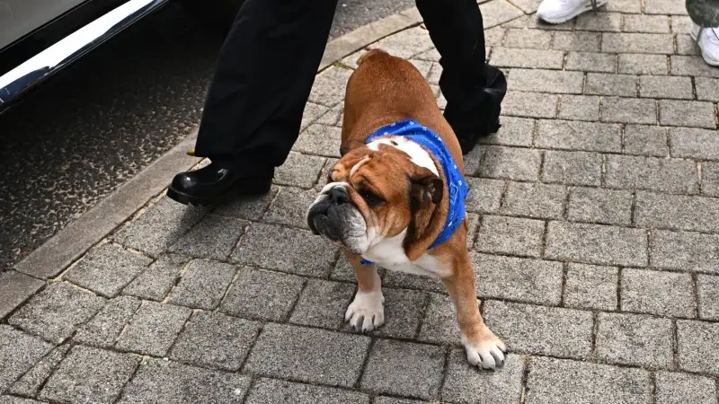 Roscoe è una vera star