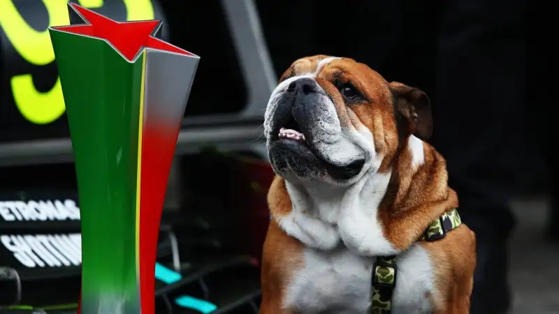 Roscoe ha un muso davvero simpatico