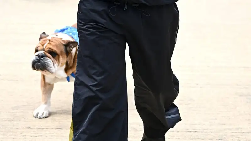 Il bulldog ha anche una compagna: Coco