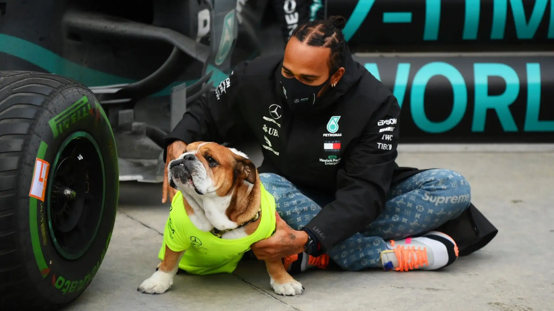 Hamilton ama moltissimo i cani: si separa il meno possibile dal suo bulldog Roscoe
