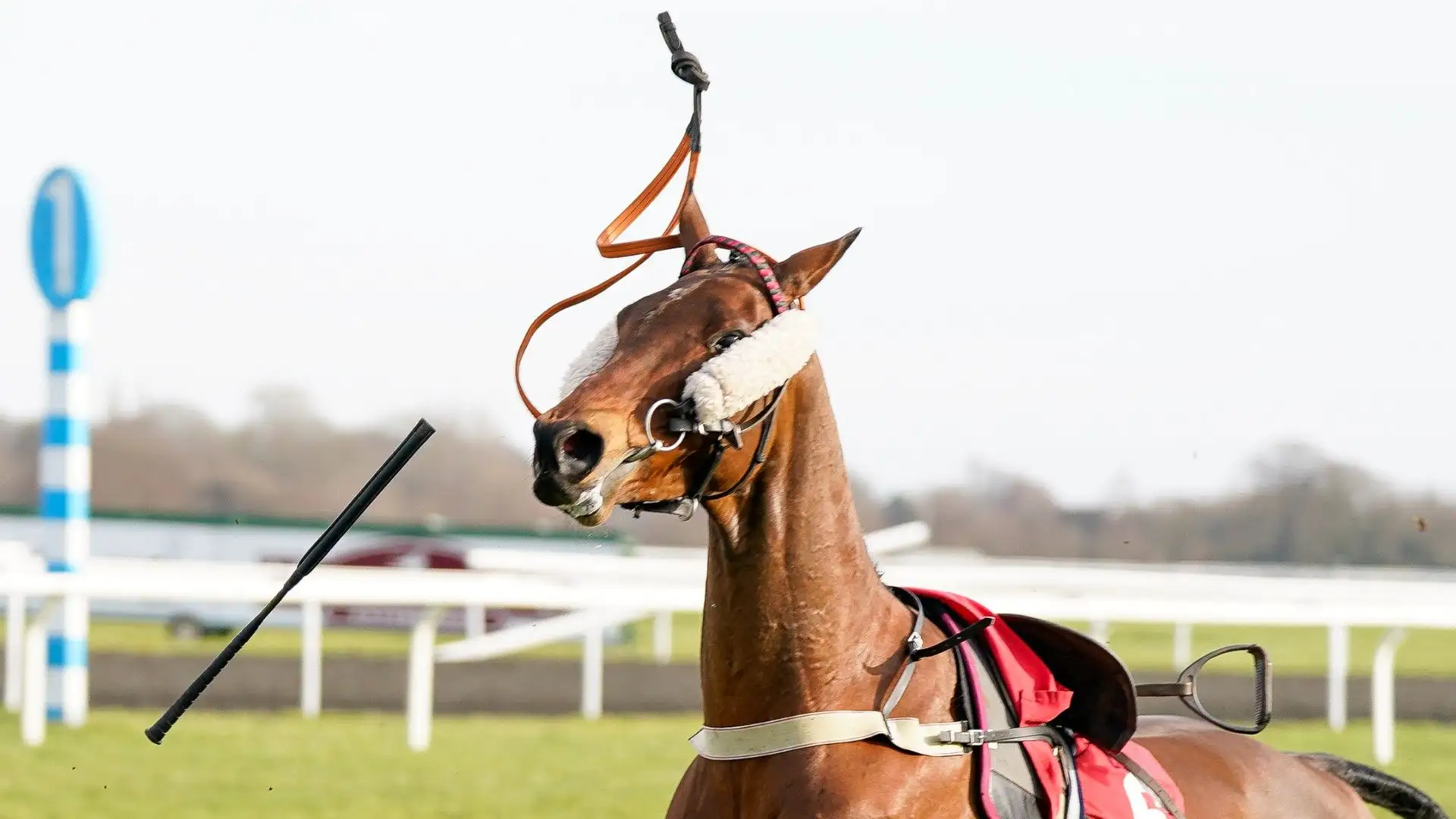 Il cavallo Joyful Kit era molto spaventato