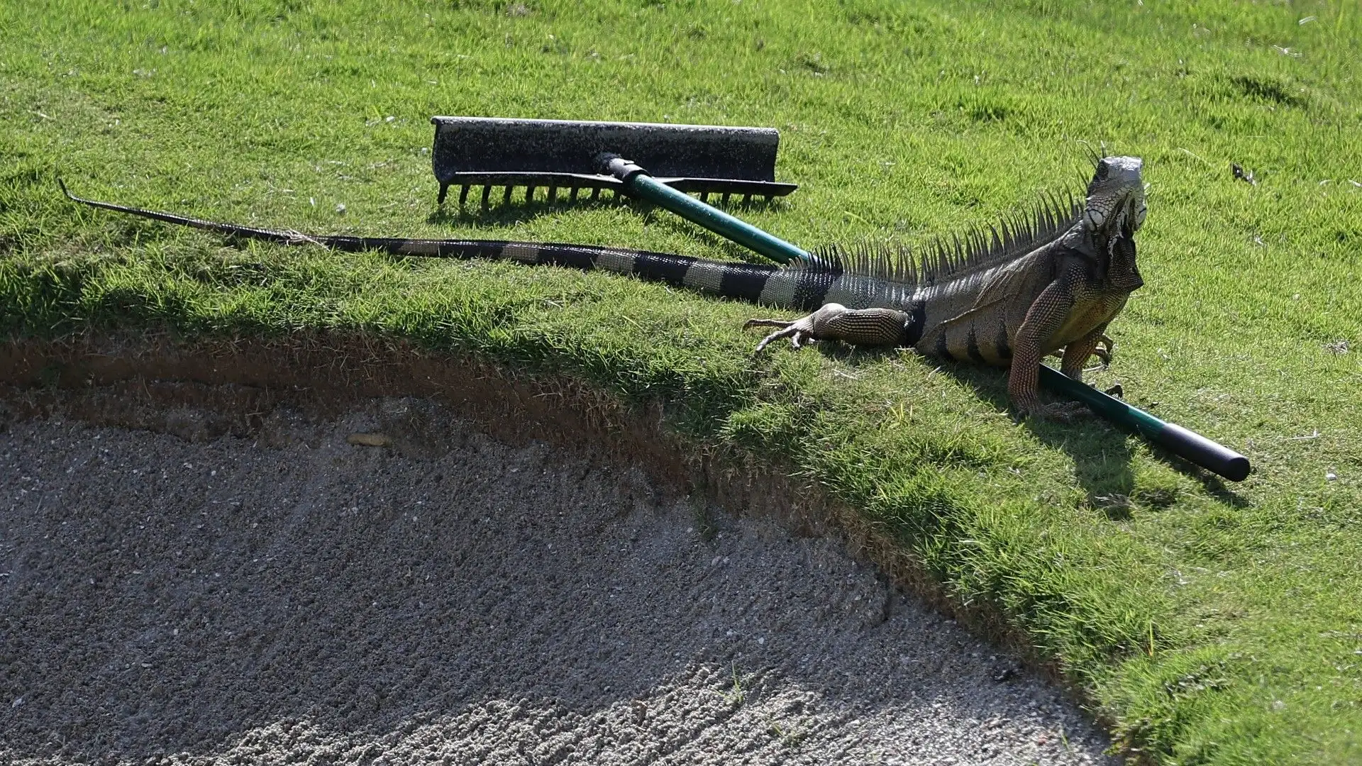 L'animale è stato fotografato nel terzo turno del Panama Championship