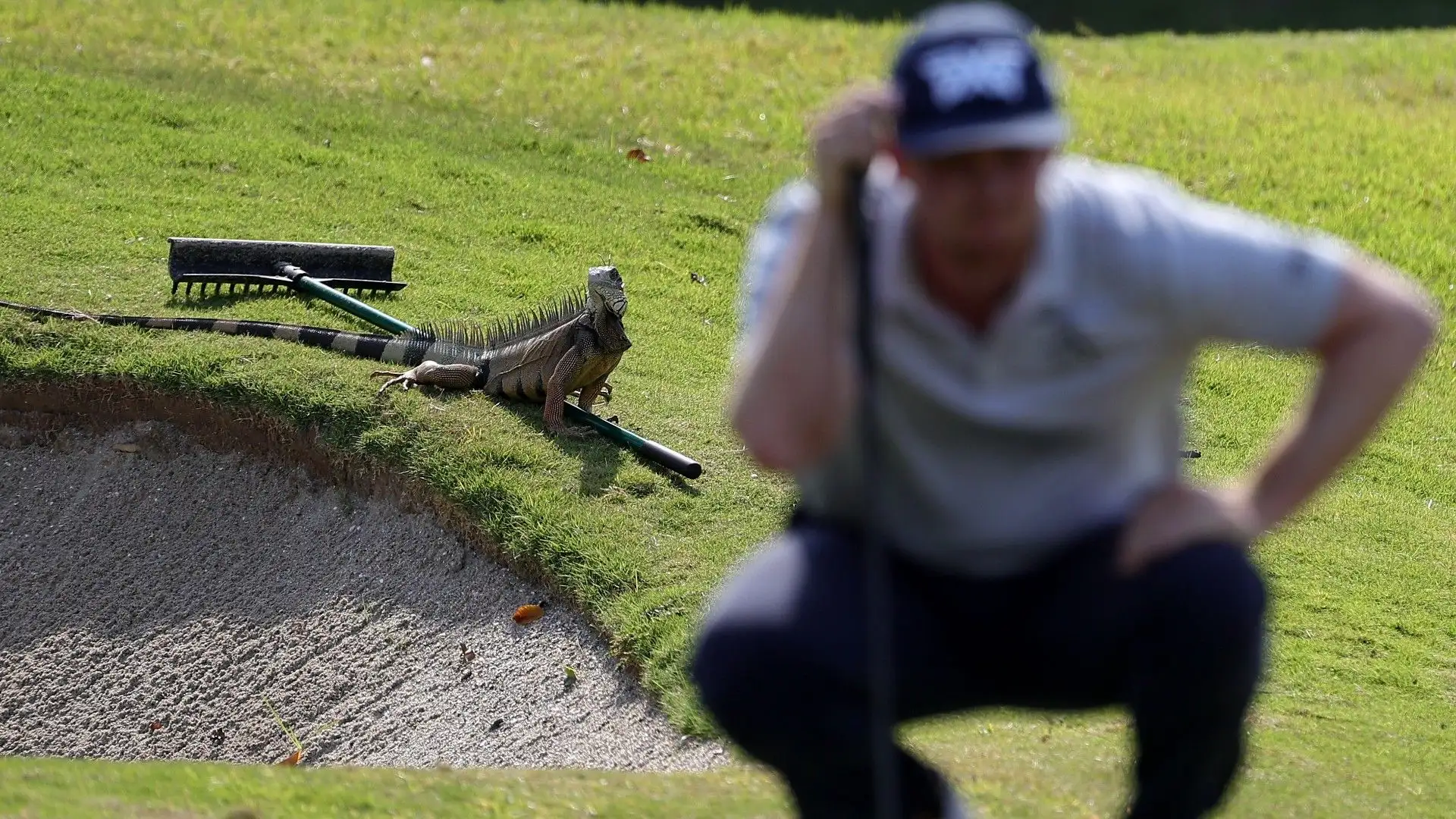 Ecco un'altra immagine dell'iguana che osserva il gioco