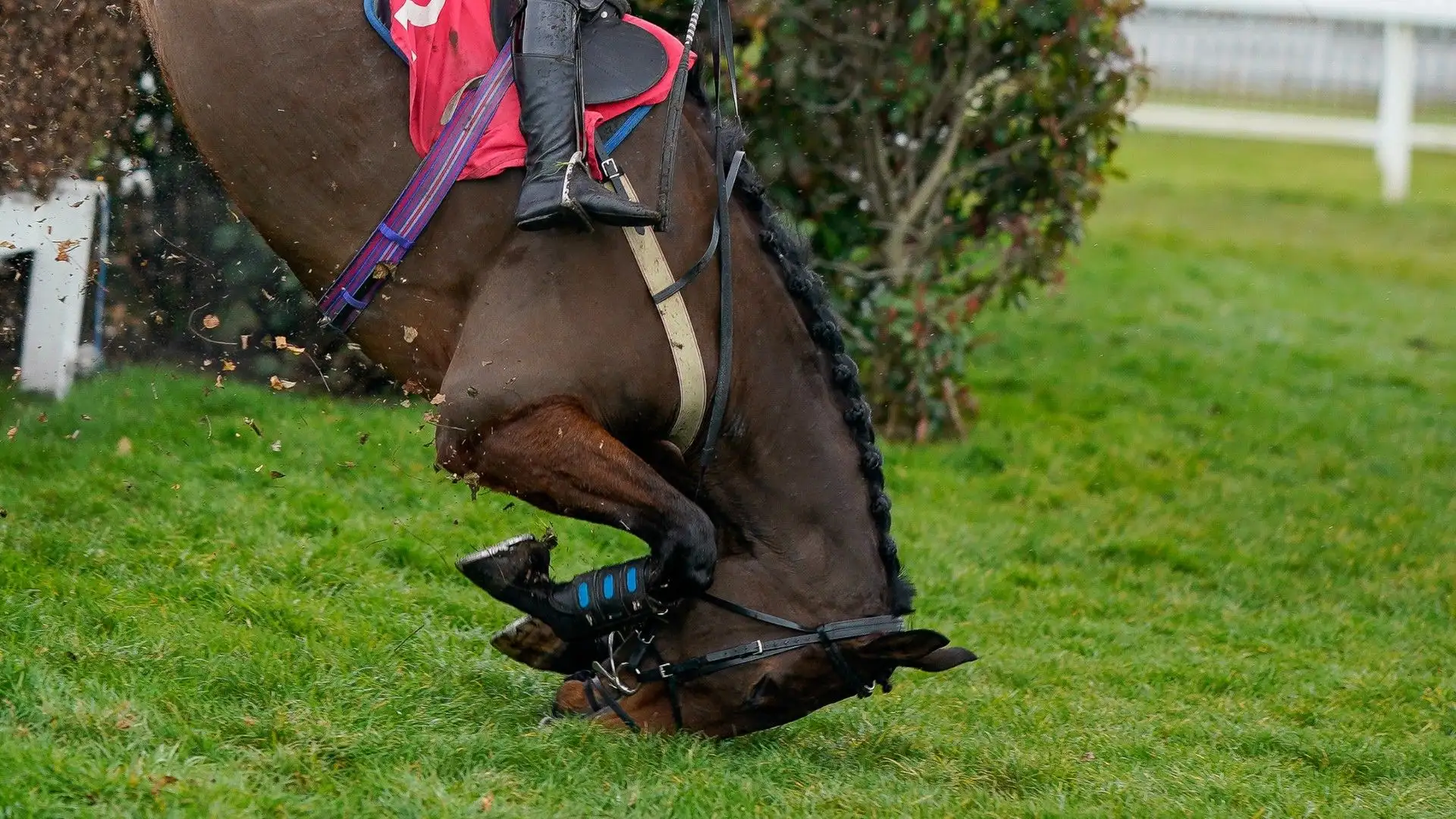 Il cavallo è atterrato con la testa