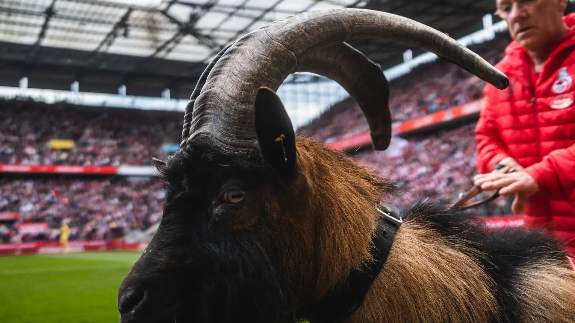 La mascotte del Colonia ha presenziato alla partita della squadra femminile contro l'Eintracht Francoforte