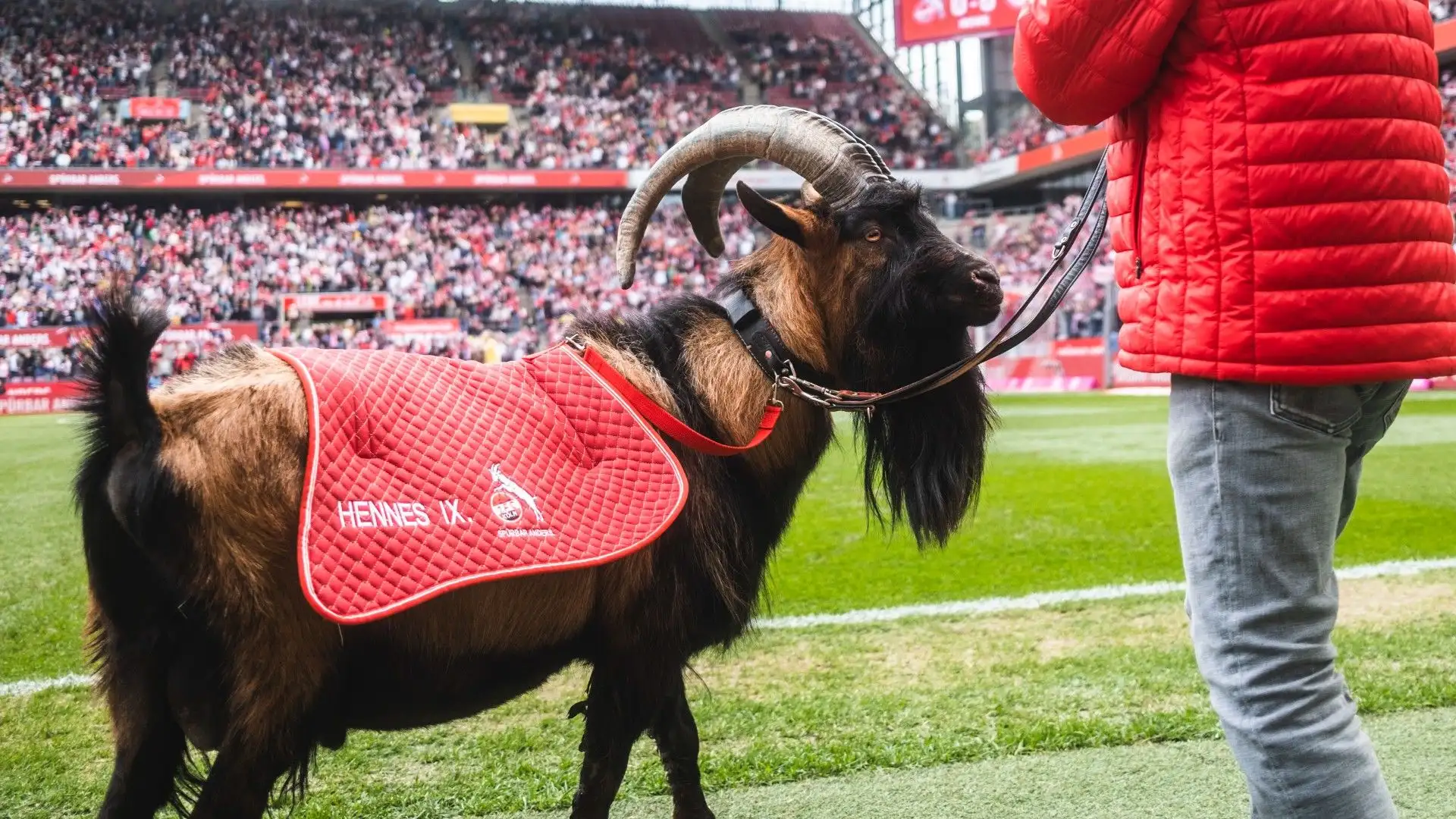 Ecco l'animale a bordocampo poco prima dell'inizio della partita