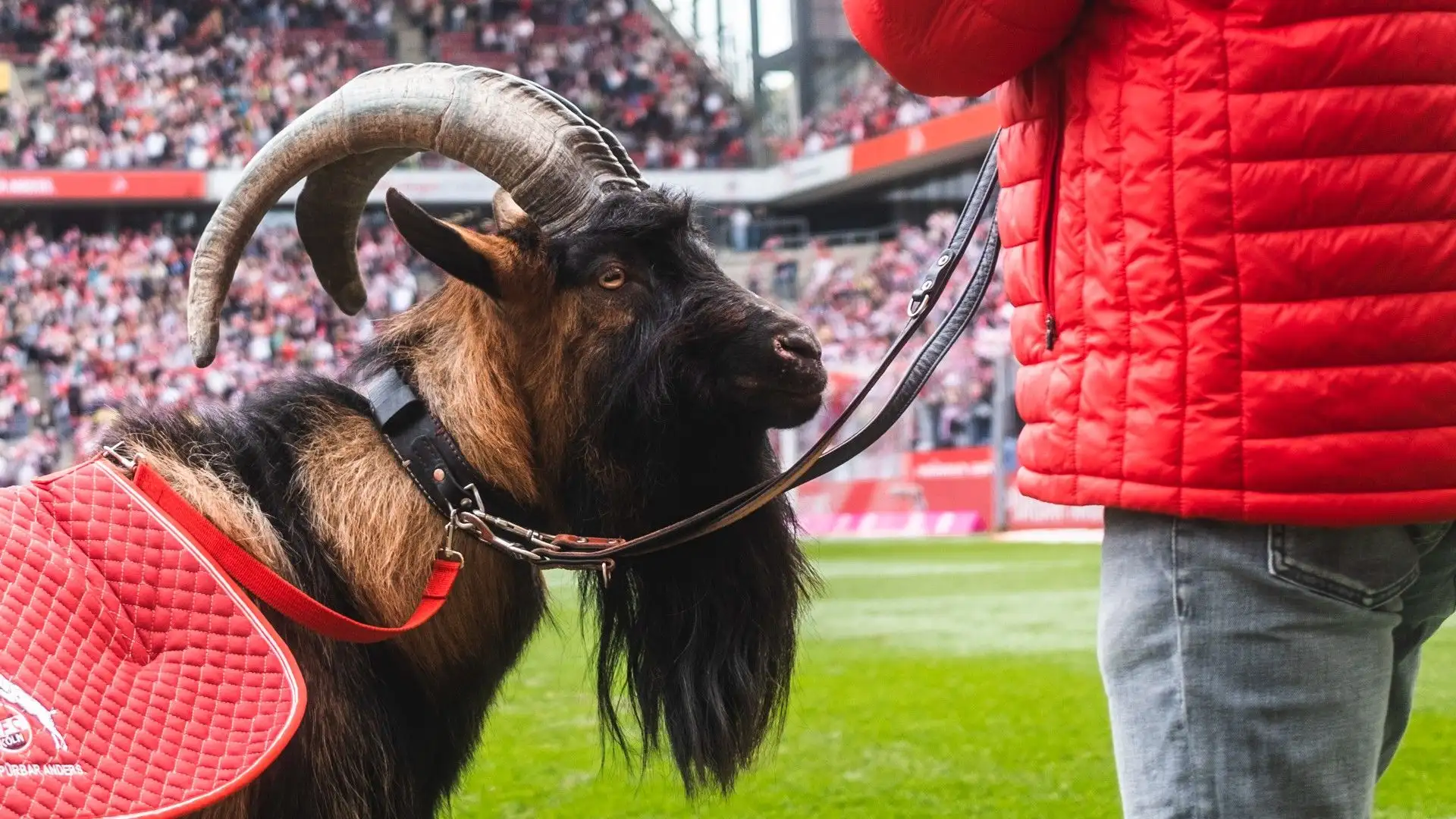 Uno splendido esemplare: è la mascotte del Colonia
