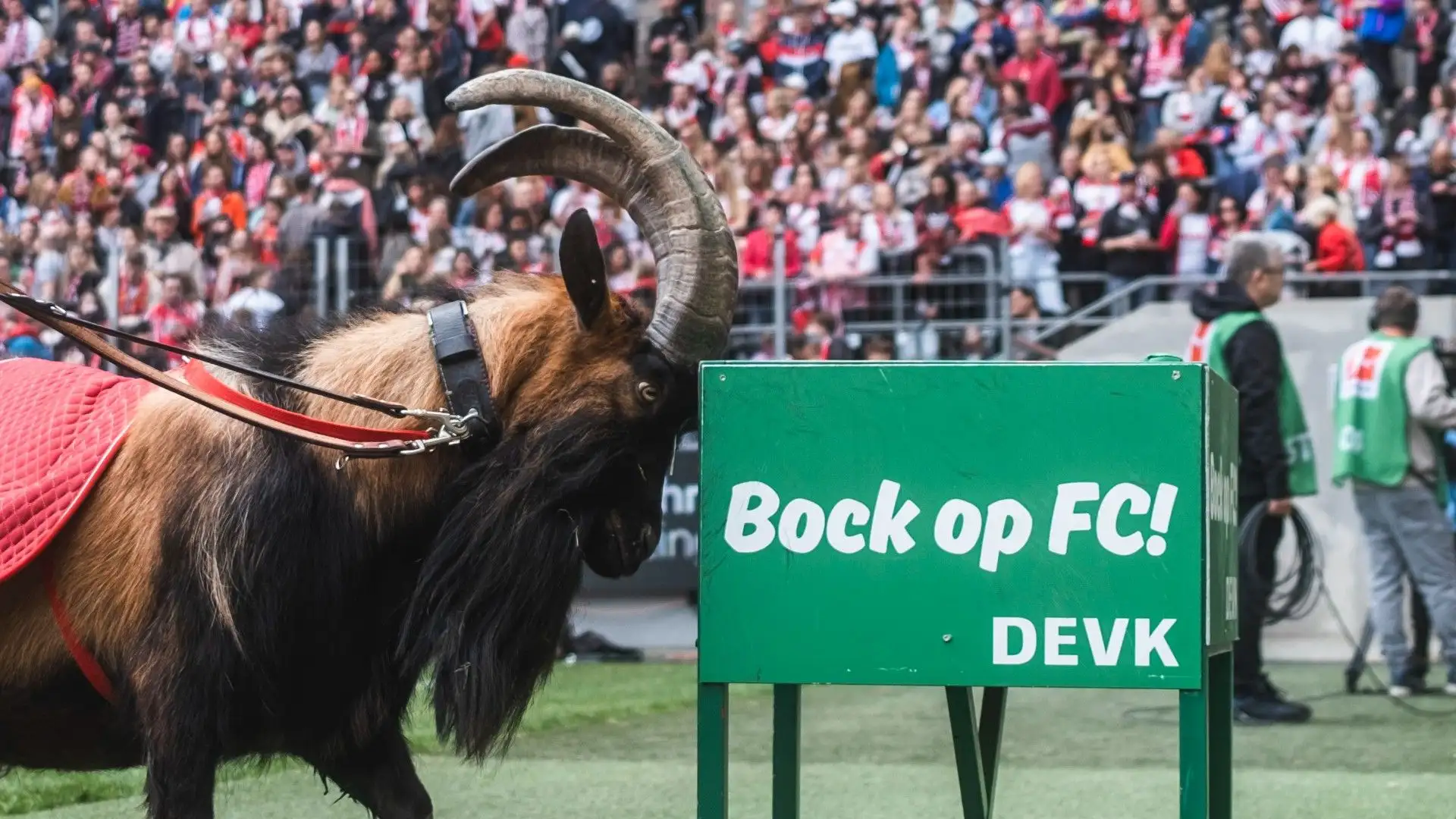 Il pubblico ha ovviamente apprezzato la presenza dell'animale