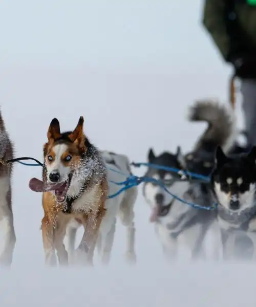 Cani e velocità: le spettacolari immagini della corsa sulla neve