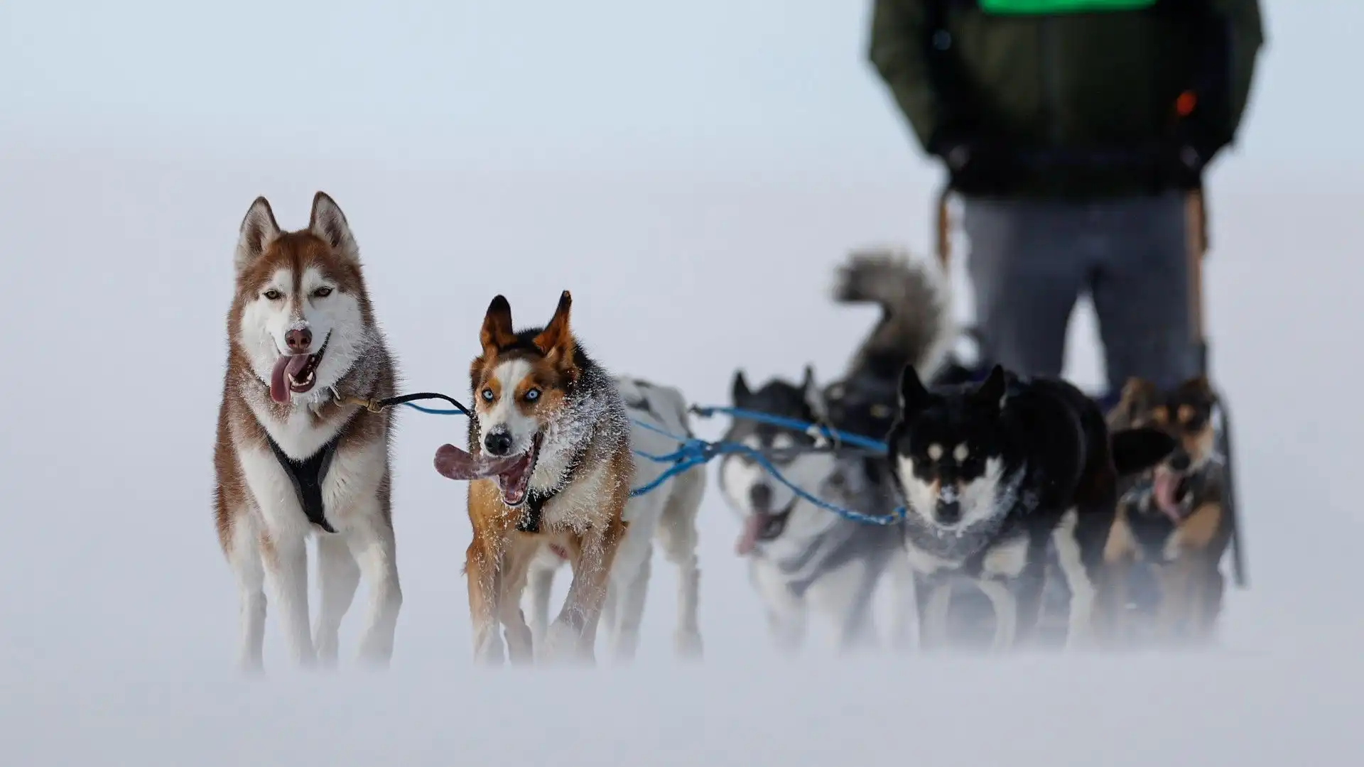 Cani e velocità: le spettacolari immagini della corsa sulla neve
