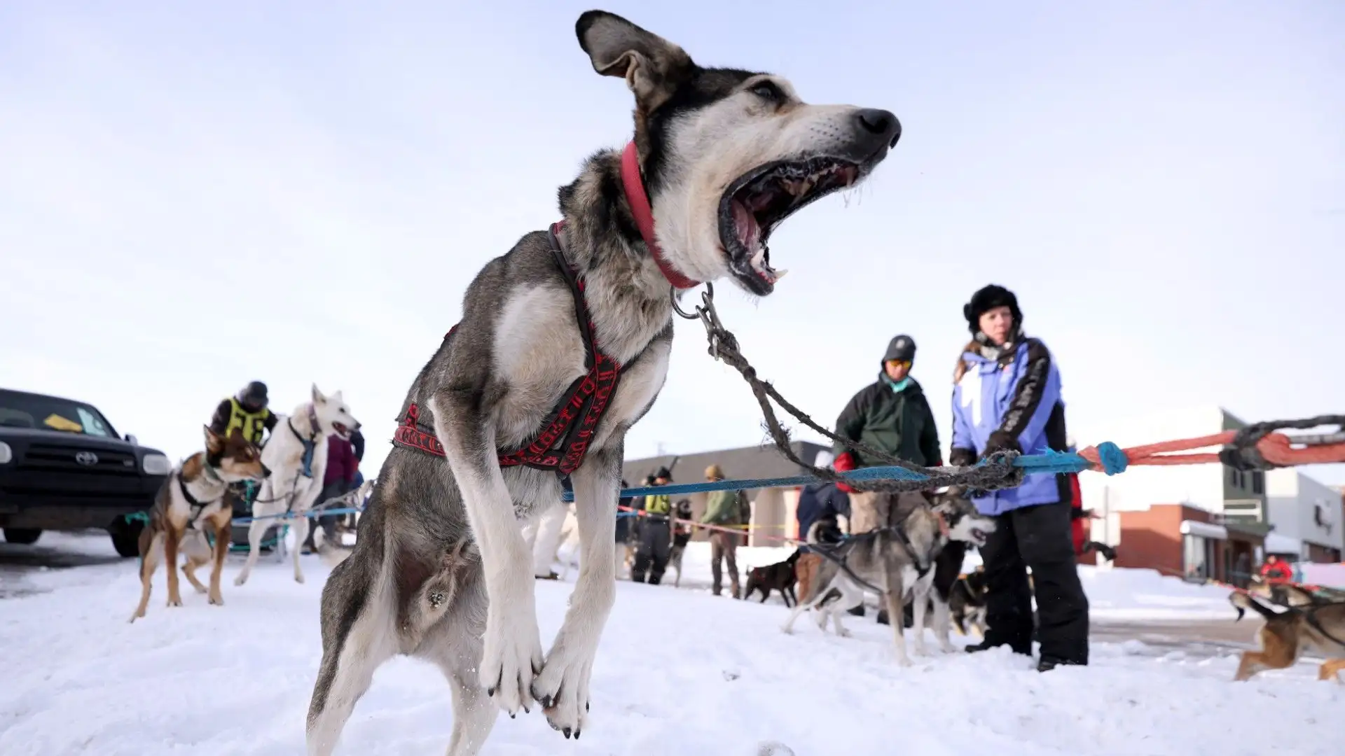 E' la più antica corsa americana di slitte trainate da cani
