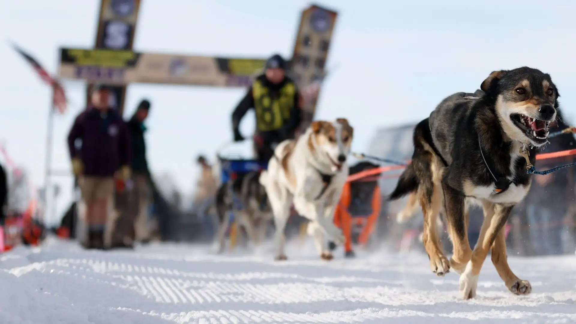 Alcune foto dell'American Dog Derby
