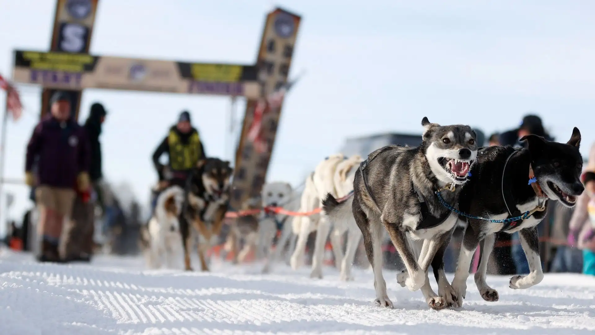 Serve tantissimo allenamento per preparare i cani
