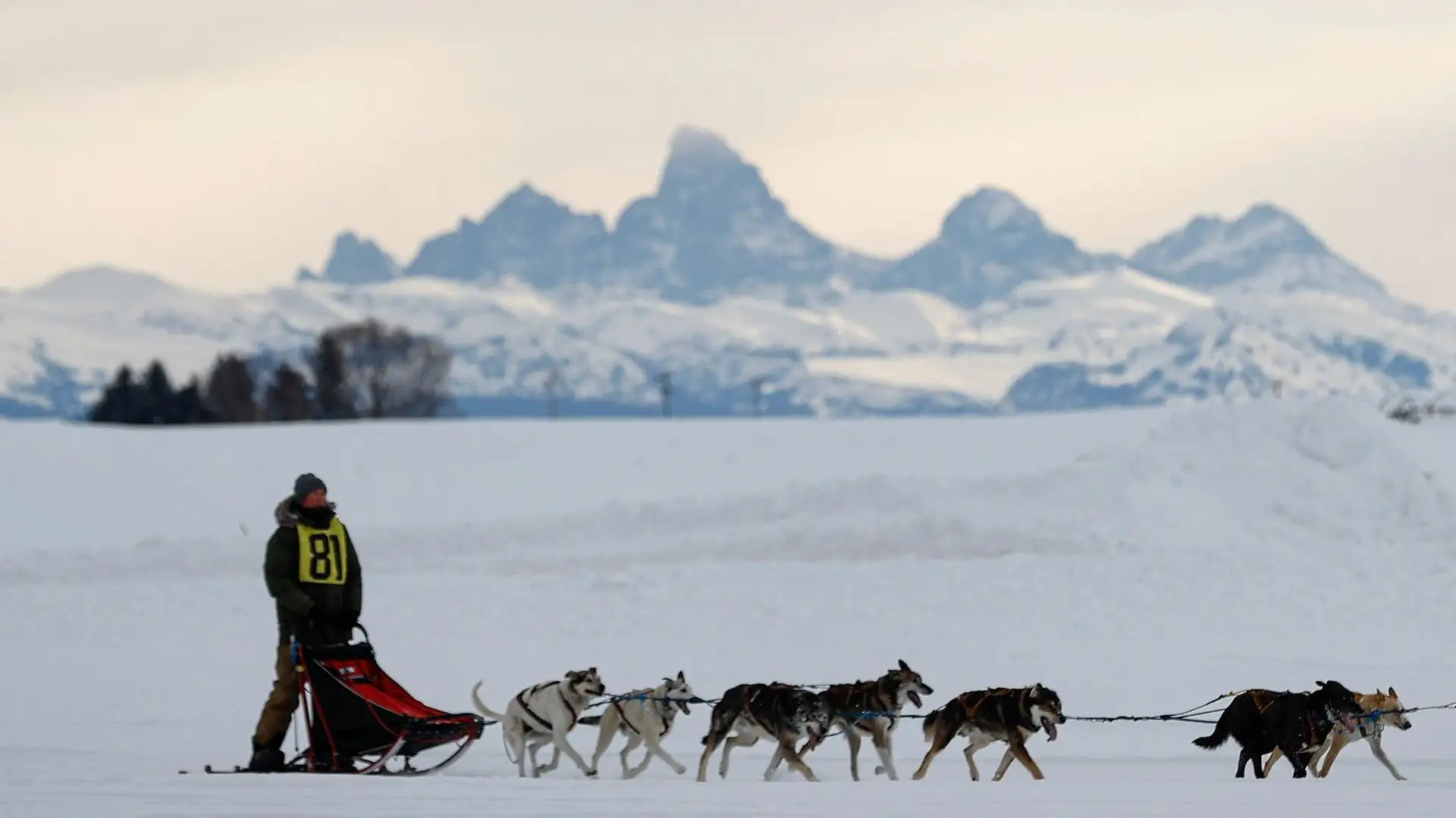 I cani da slitta dimostrano la loro resistenza in questa affascinante competizione
