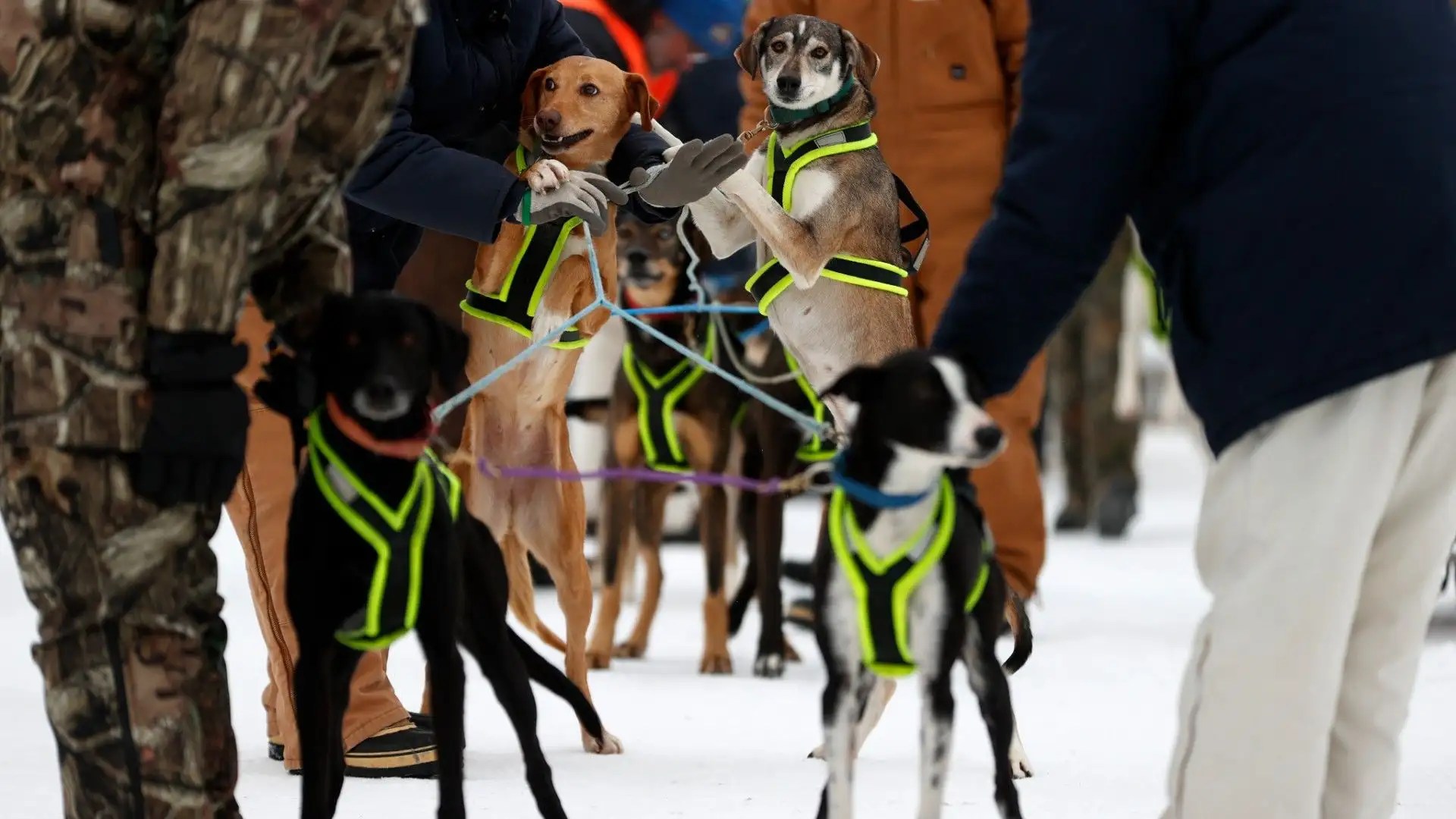 I cani devono essere coordinati per correre veloce
