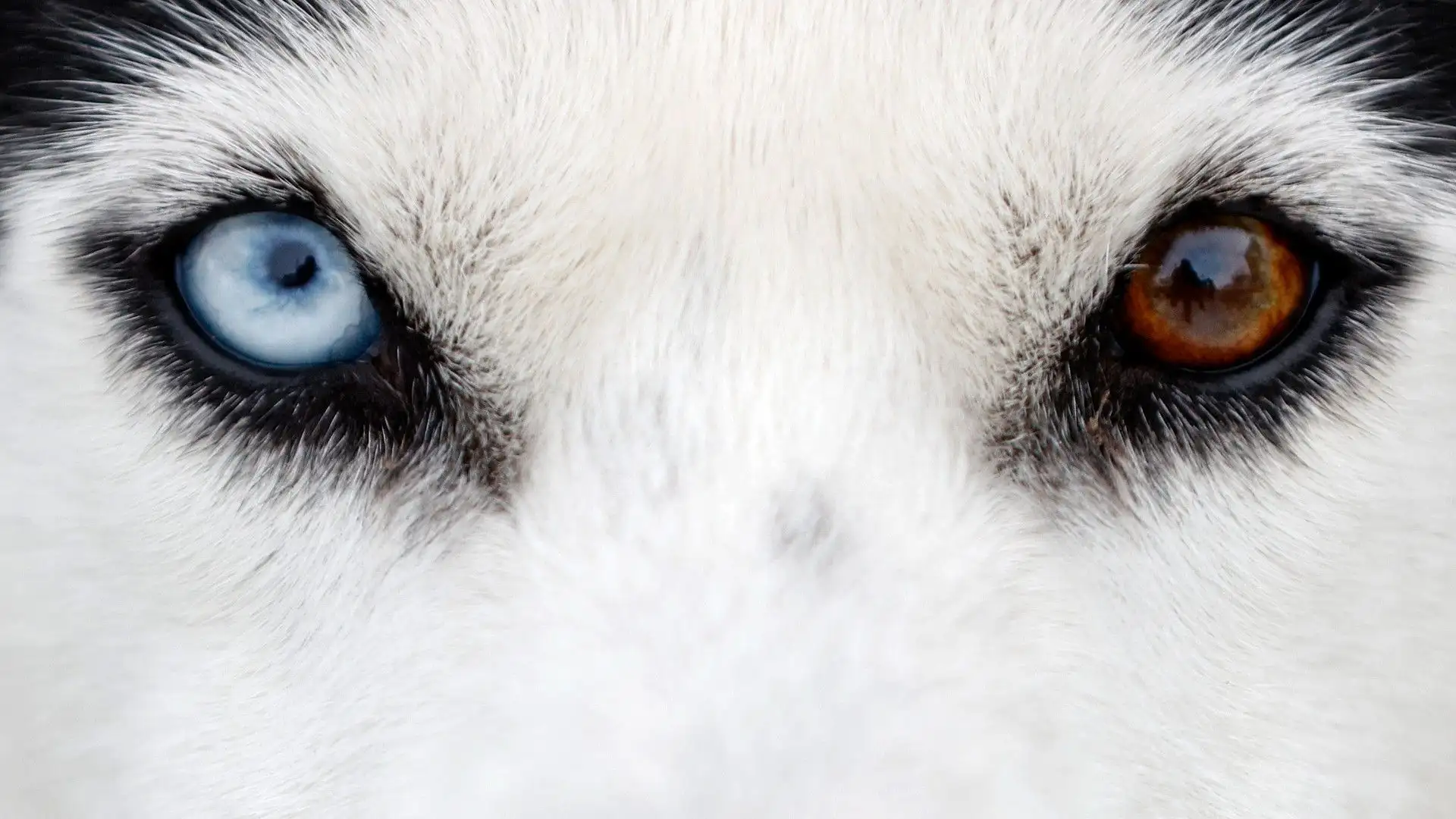 Spesso vengono utilizzati i Siberian Husky
