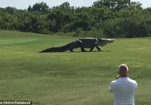 Golf, mostruosa invasione di campo