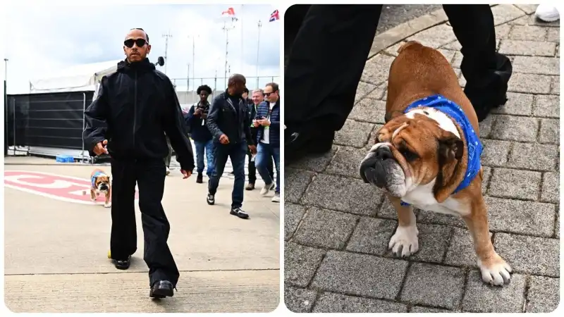 Le foto più divertenti di Roscoe, il cane di Lewis Hamilton