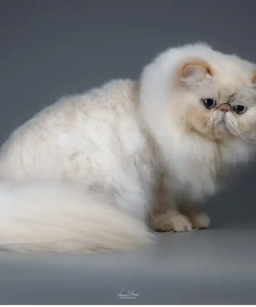I gatti più belli del mondo: la gallery delle razze più fashion