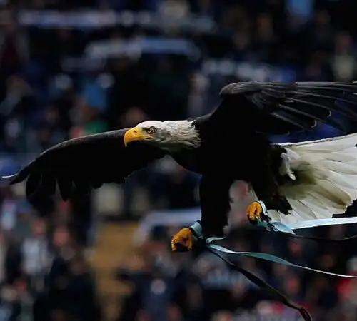 Video virale: la Lazio sospende il falconiere