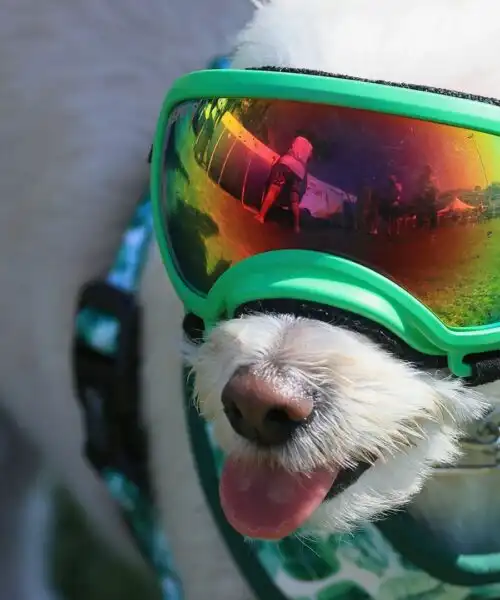 Tuffi e divertimento: cani bellissimi al Port Paws Dog Festival
