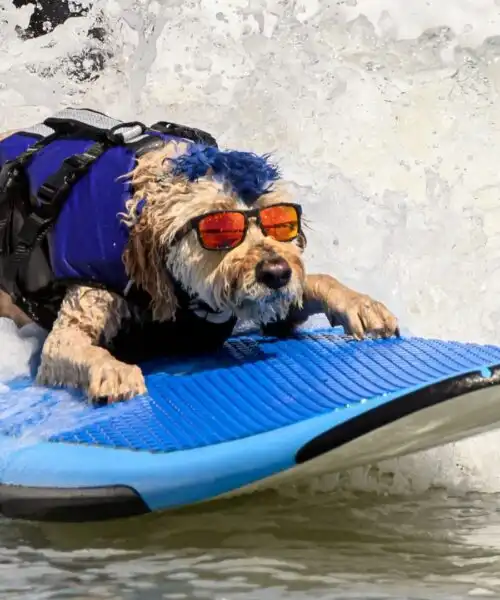 Questi cani fanno surf! Le divertentissime foto