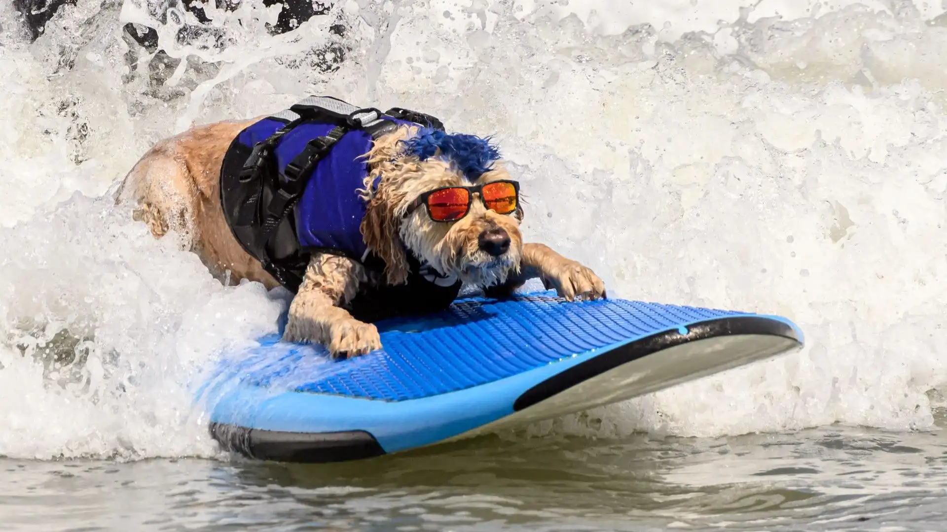 Questi cani fanno surf! Le divertentissime immagini
