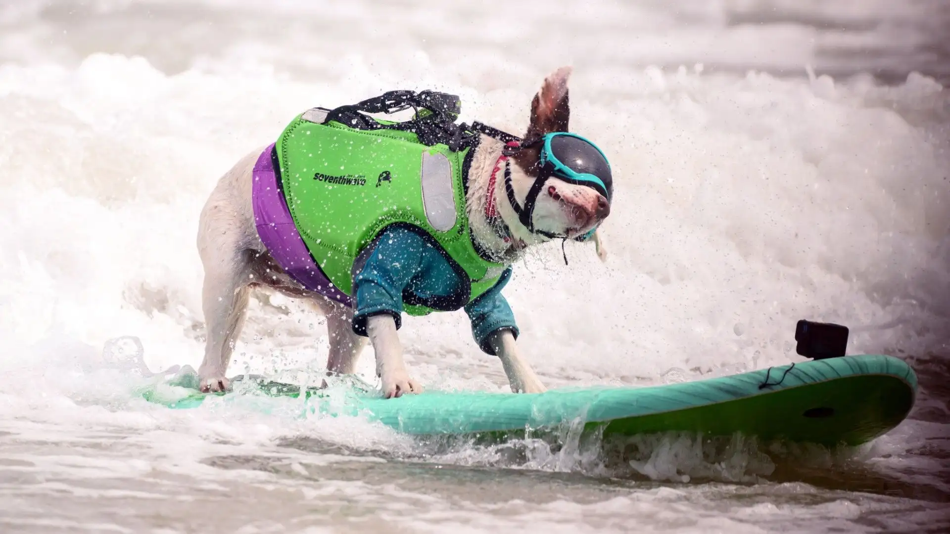 Ecco le immagini scattate al World Dog Surfing Championships
