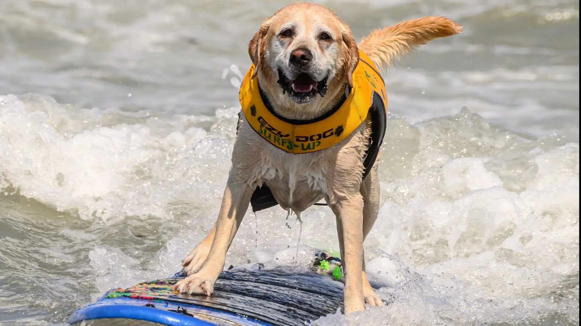 Questo cane si sta divertendo sulla tavola da surf
