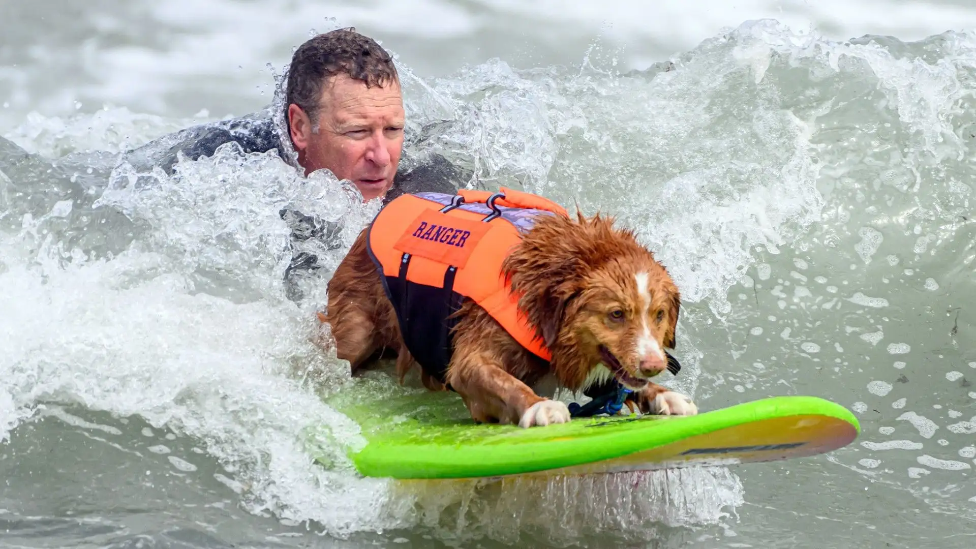 I cani cavalcano le onde insieme ai loro padroni
