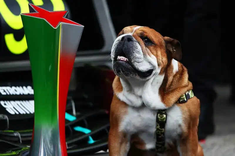 Nel suo caso la frase 'Vita da cani' è da ponderare bene