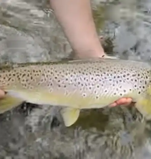 Trota fario nelle acque del Vicentino
