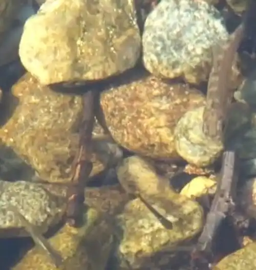 Le trote marmorate invadono l’Adige