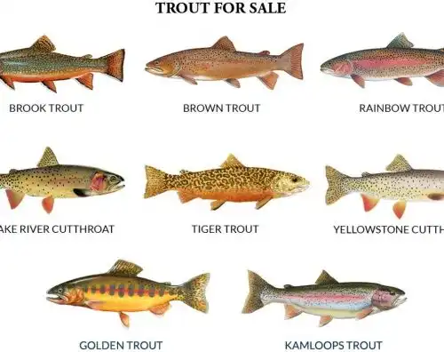 Il ritorno delle trote