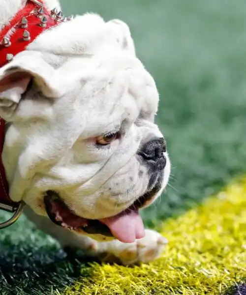 Uga: tra le mascotte più belle del mondo. Le foto