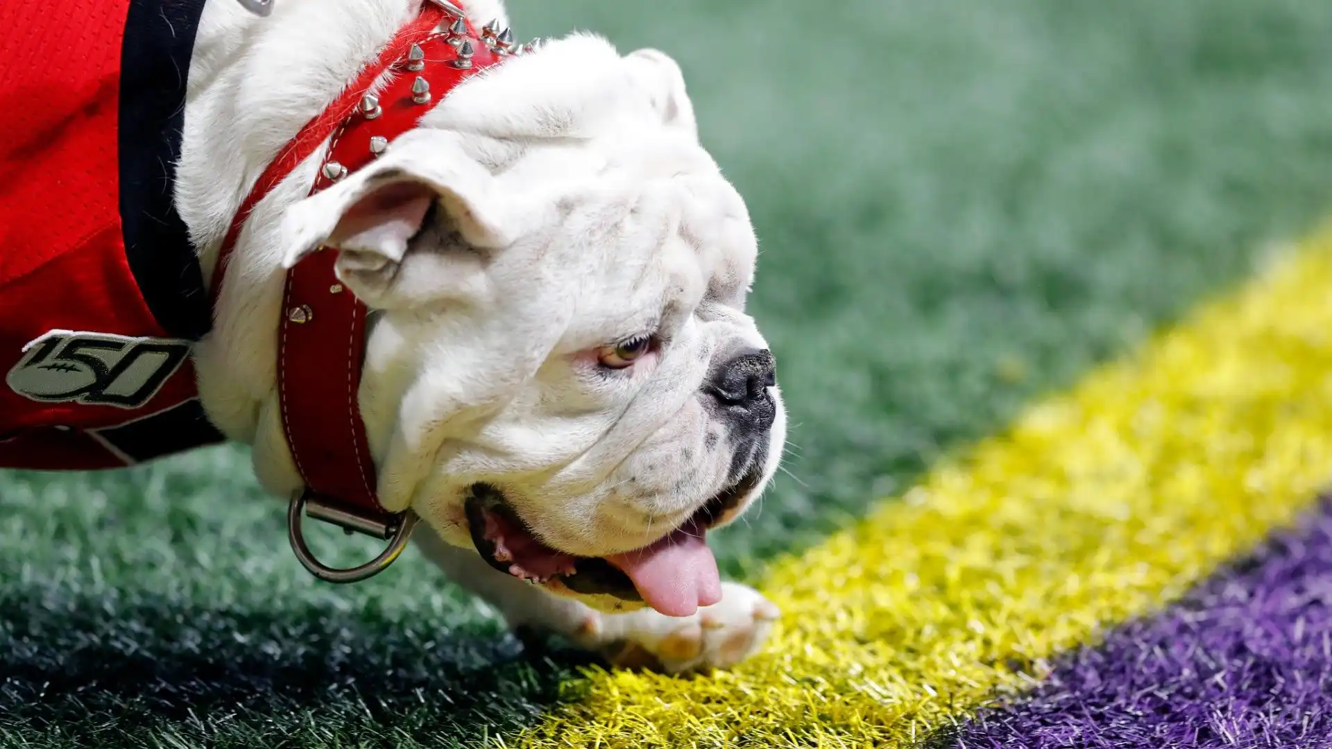 Uga: tra le mascotte più belle del mondo. Le foto
