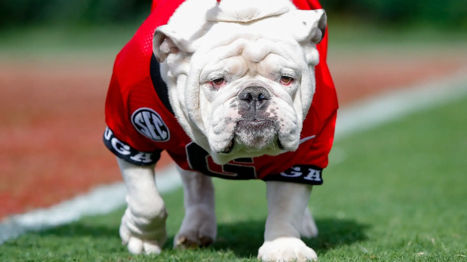 La squadra di football Georgia Bulldogs è rappresentata da questo splendido cane

