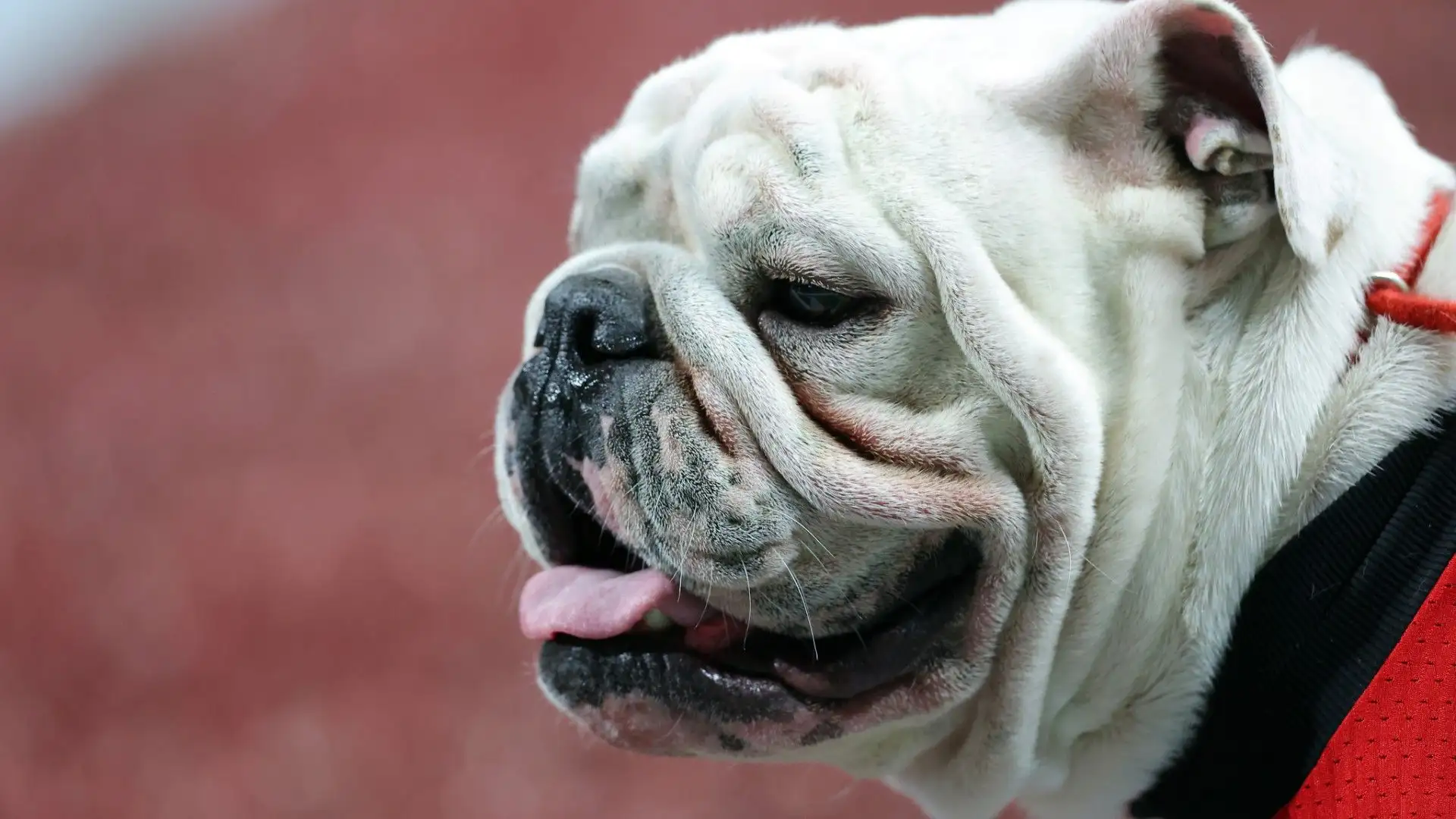 La mascotte di oggi è Uga XI, undicesimo esemplare
