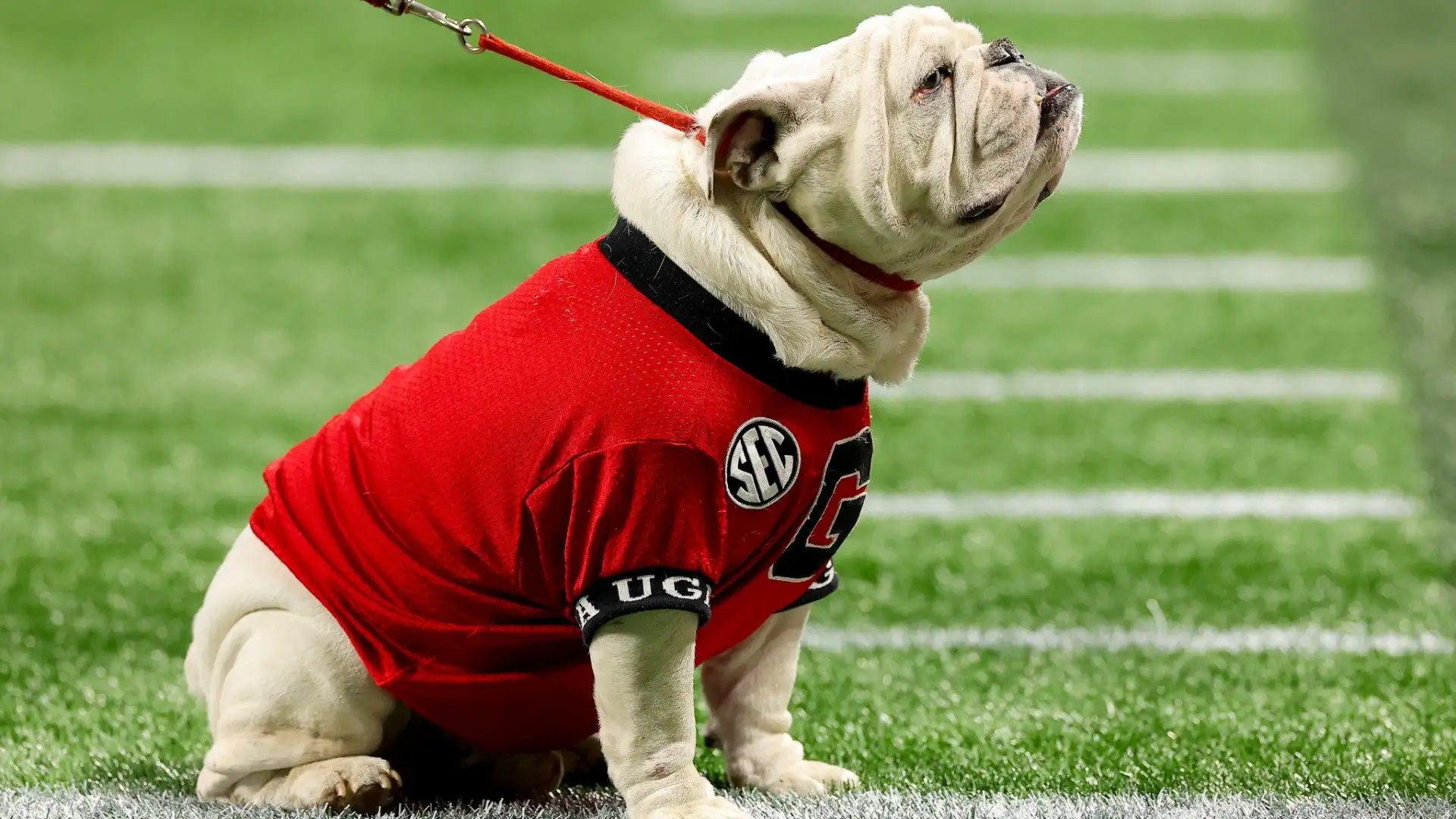 È di razza Bulldog inglese