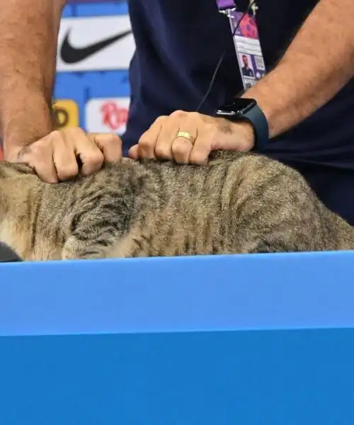 Un gatto interrompe la conferenza stampa del Brasile: le foto