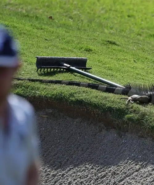 Un’iguana invade il campo da golf: le foto