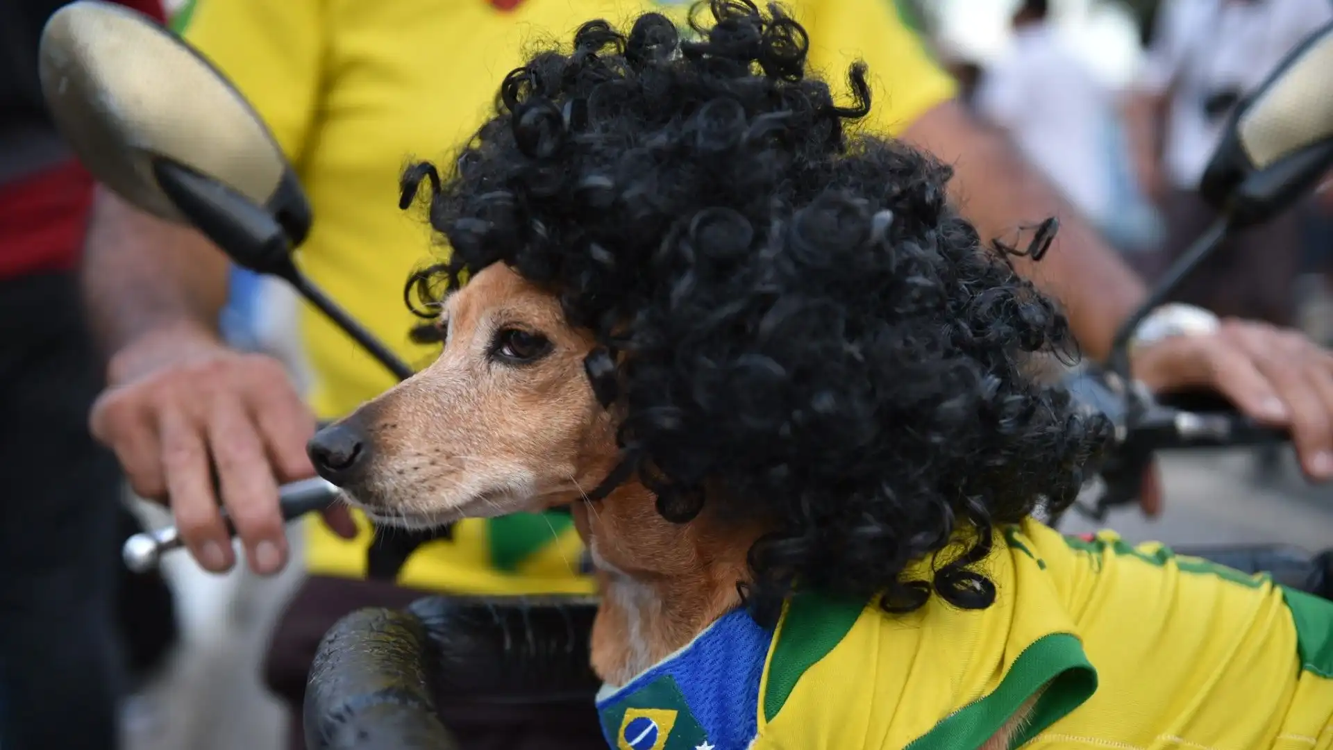 Cani tifosi: guarda le divertentissime foto