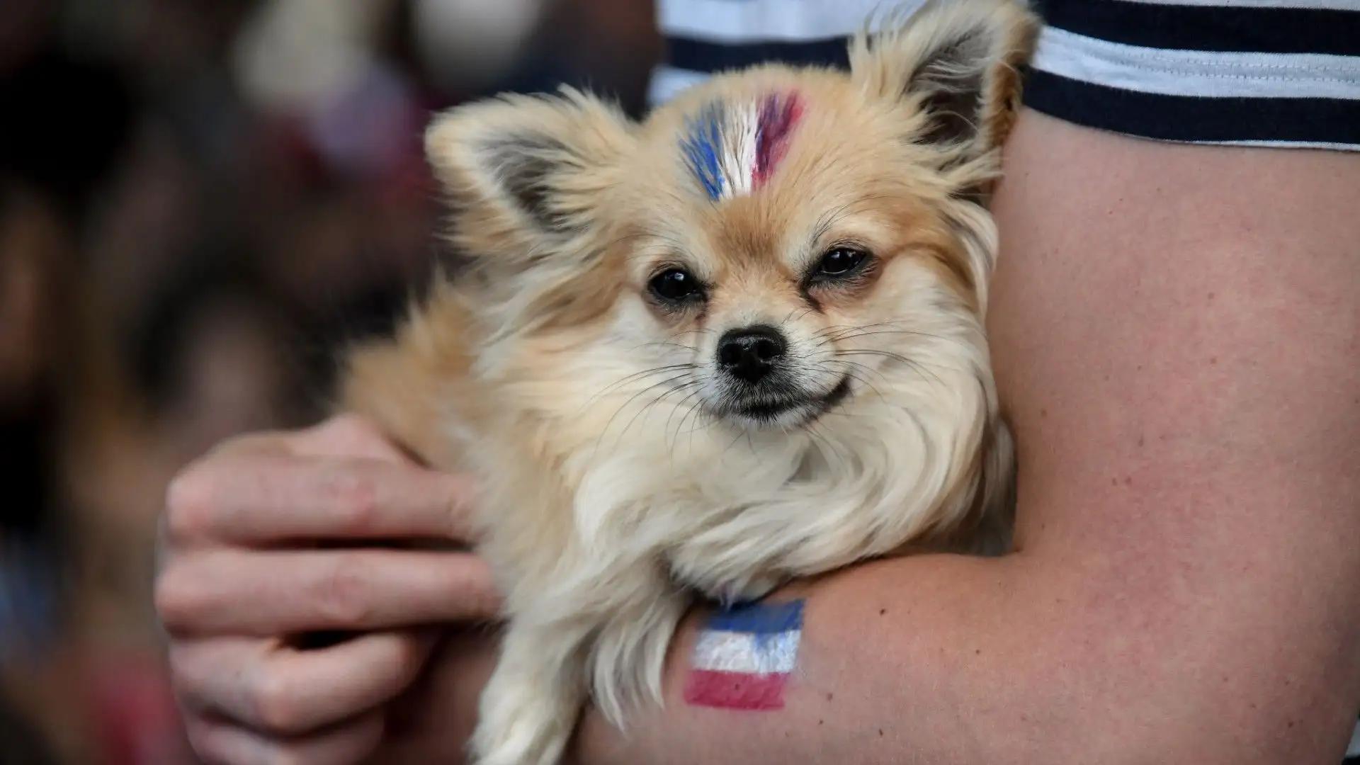 Questo splendido chihuahua è un tifoso della Francia