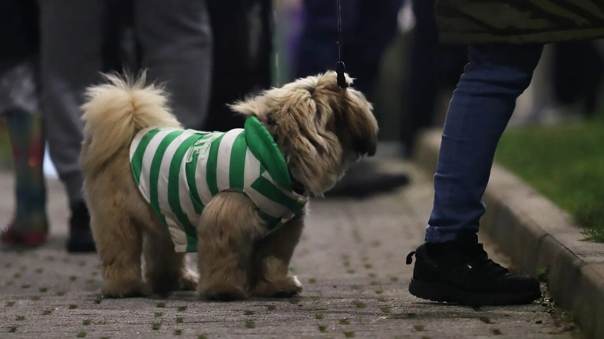Qualche cane indossa anche la maglietta della propria squadra del cuore