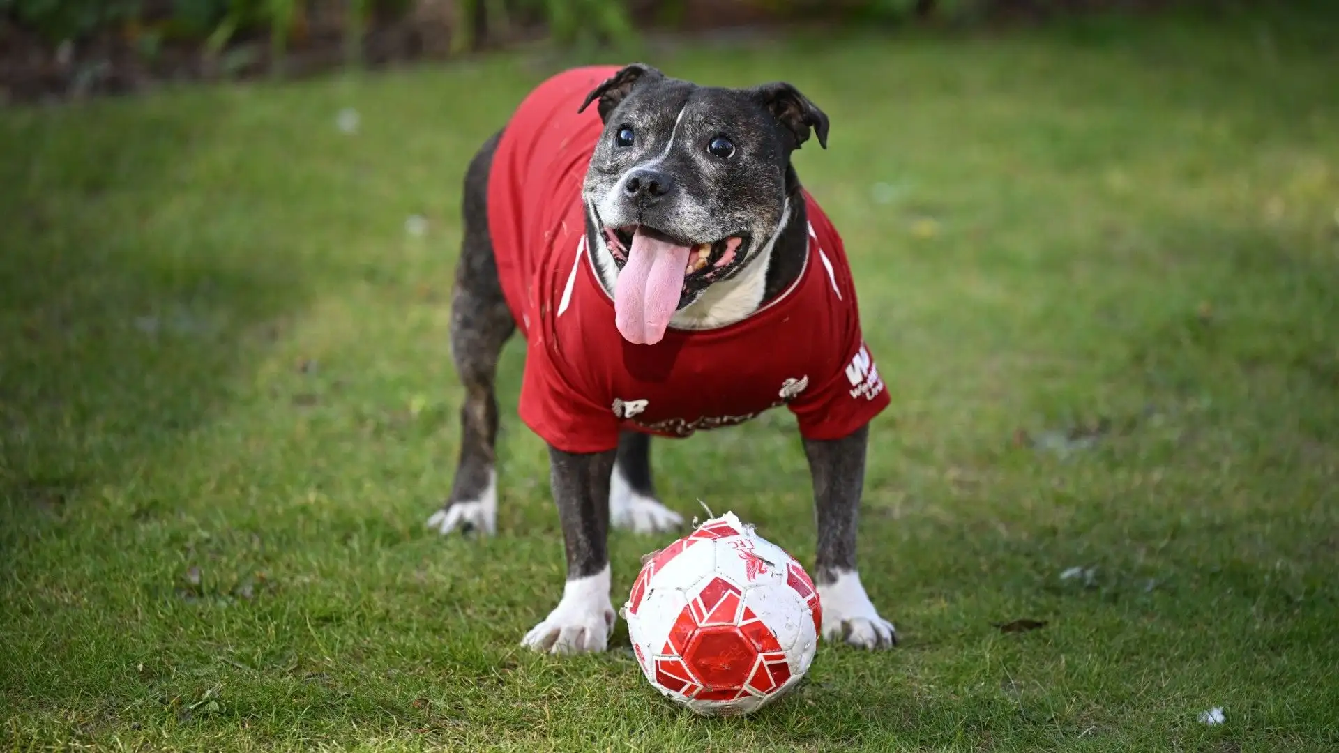 I risultati del Liverpool hanno conquistato anche i cani