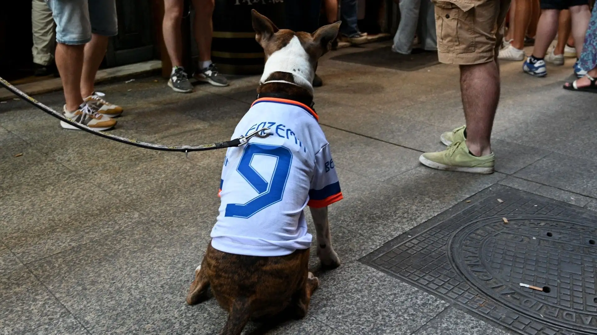 Questo cane sarà stato triste quando Benzema ha lasciato il Real Madrid